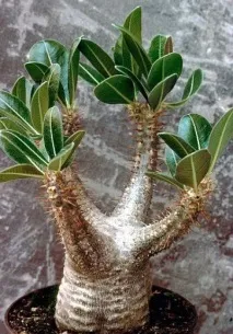 умовах