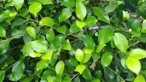 Чому у фікуса чорніє листя Чому у фікуса почорніло листя фікуса