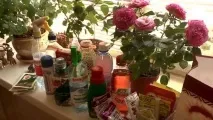 Підживлення троянд, терміни підживлення - опис, розмноження, догляд, посадка, фото, застосування в саду, терміни