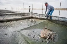 Подоять осетрів чорної