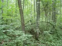 Поросльове відновлення лісу - Аналітика Лісової промисловості лісу