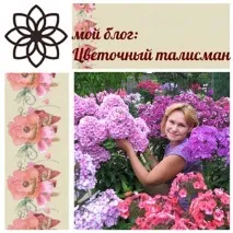 Поліантові примули та гібриди примули високої примули