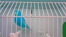 домашня