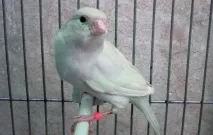 домашня