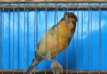 домашня