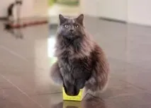 Ринотрахеїт у кішок ринотрахеїт