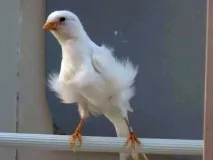 домашня