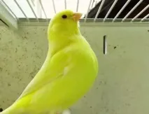 домашня