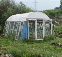 Сорти перців для Уралу перців