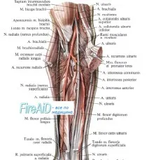 flexor