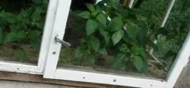 Сорти перців для Уралу зони