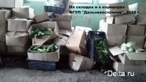 Суражівські огірки викидають на смітник у Примор’ї огірки