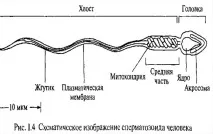 неговите