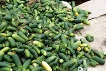 Суражівські огірки викидають на смітник у Примор’ї смітник