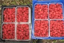 Схема посадки яблуні, Результати пошуку, АППЯПМ результати