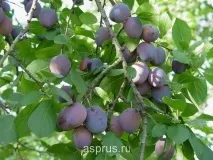 Схема посадки яблуні, Результати пошуку, АППЯПМ результати