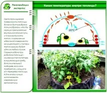 Температура в теплиці яка має бути оглядом способів регулювання температура
