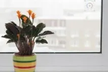 Догляд за кімнатними квітами взимку квітами