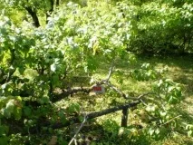 Біля витоків сибірського культурного саду - Сади Сибіру культурного