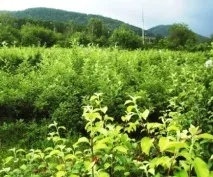 Біля витоків сибірського культурного саду - Сади Сибіру культурного