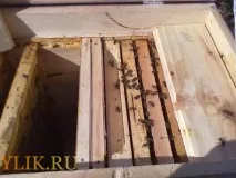 вуликів