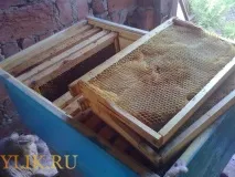 види