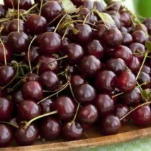 Вишня на самогоні класичний рецепт приготування рецепт