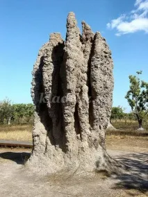 школярів