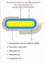 Питання Чи може хламідіоз бути хронічним питання