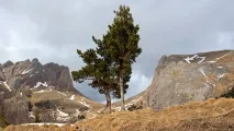голосування