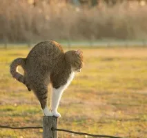 Японський фотограф знімає багатоликих бездомних котів на вулицях Токіо фотограф