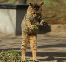 Японський фотограф знімає багатоликих бездомних котів на вулицях Токіо знімає