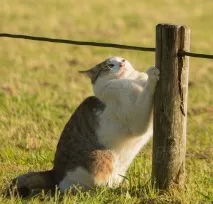 Японський фотограф знімає багатоликих бездомних котів на вулицях Токіо котів