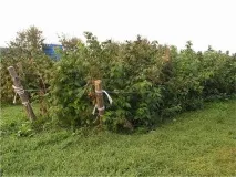 Захист дерев від пошкодження дрібними ссавцями та зайцями, АППЯПМ дерев