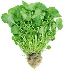 7 продуктів для краси жінки краси