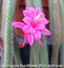 Aporocactus