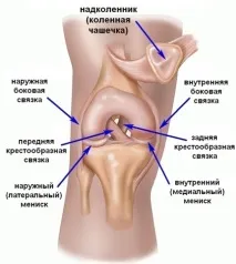 Анатомія колінного суглоба колінного