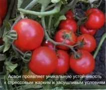 Асвон – лідер з урожайності 2014 року, Kitano Seeds урожайності
