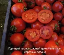 Асвон – лідер з урожайності 2014 року, Kitano Seeds лідер