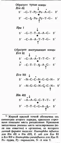 Бактеріальна ДНК захищена за допомогою систем рестрикції-модифікації. рестрикції-модифікації