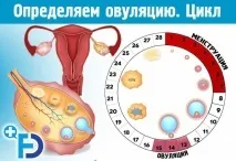 овуляцію