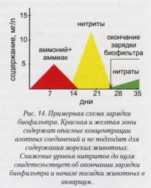 БІОЛОГІЧНА ФІЛЬТРАЦІЯ. Частина 2. амонію
