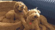 депресняк
