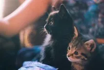 сущий