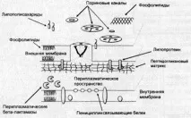 Цефалоспорини спектр активності, напрями клінічного застосування клінічного