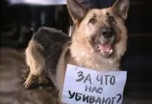 Бродячі собаки вбити не можна відпустити, Міський сайт Дніпра вбити