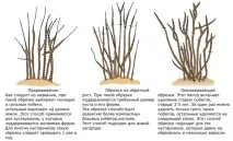 Чорна смородина – правильна посадка та подальший догляд правильна