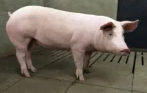 Чиктонік інструкція із застосування, відгуки інструкція