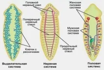 Черв’яки-сисуни середовище проживання, представники, життєвий цикл проживання