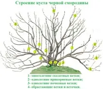 Чорна смородина – правильна посадка та подальший догляд догляд